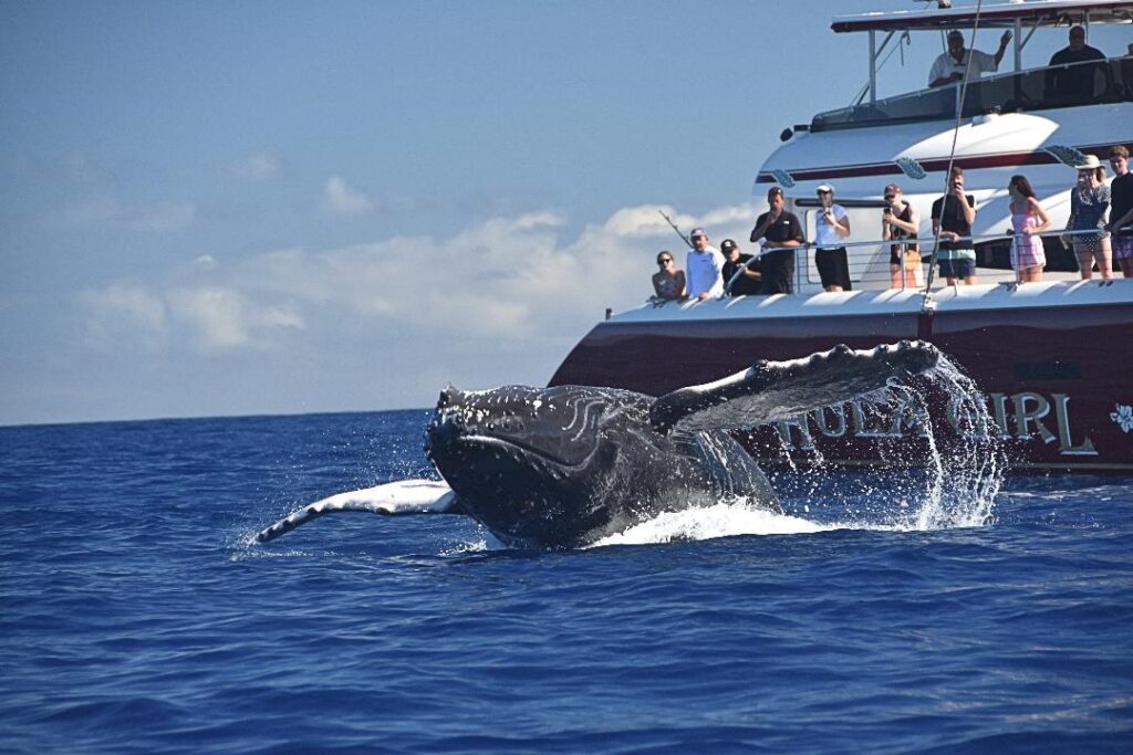 Amazing Whale Photo with Hula Girl